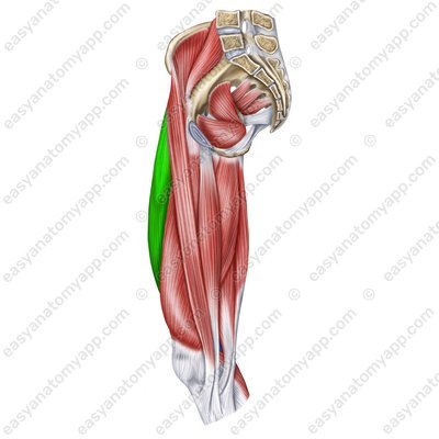 Gerader Oberschenkelmuskel (m. rectus femoris)